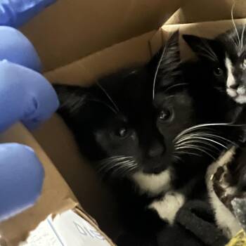 Domestic Short Hair Cats Available for Adoption in Pasadena, California - Tini | PetCurious