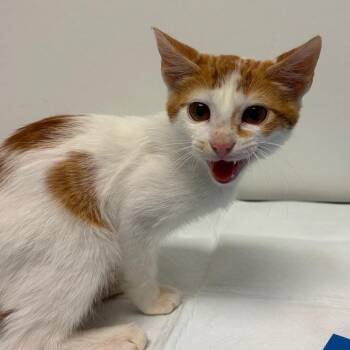 Ahab -  Domestic Short Hair Cat for Adoption in Nashville, Tennessee - Ahab | PetCurious