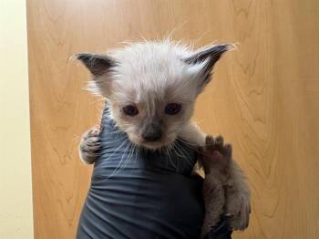 CLEO -  Siamese Cat for Adoption in Tustin, California - CLEO | PetCurious