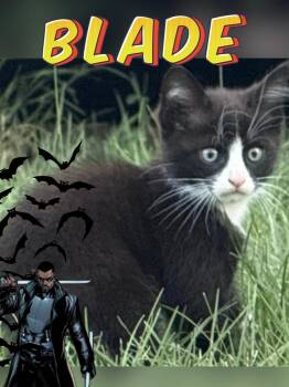 Blade -  Domestic Short Hair Cat for Adoption in Ferndale, Michigan - Blade | PetCurious