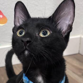 Enoki -  Domestic Short Hair Cat for Adoption in San Diego, California - Enoki | PetCurious