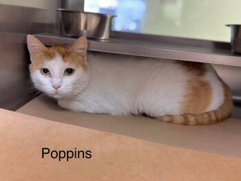 Domestic Short Hair Cats Available for Adoption - Poppins - Sweet And Affectionate | PetCurious