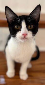 Rescue Domestic Short Hair Cats for Adoption in Franklin, Tennessee - KITTEN CLARA BOW | PetCurious