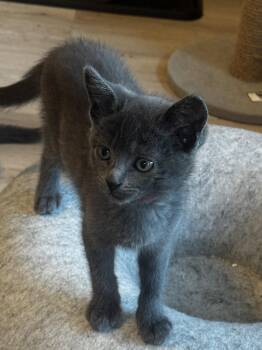 Aspen -  Domestic Short Hair Cat for Adoption in Seal Beach, California - Aspen | PetCurious