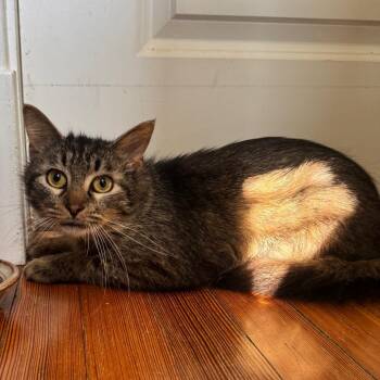 Domestic Medium Hair Cats Available for Adoption in Gibsonia, Pennsylvania - Iggle | PetCurious