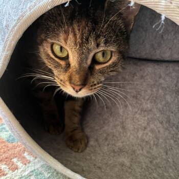 Wildflower -  Domestic Short Hair Cat for Adoption - Wildflower | PetCurious