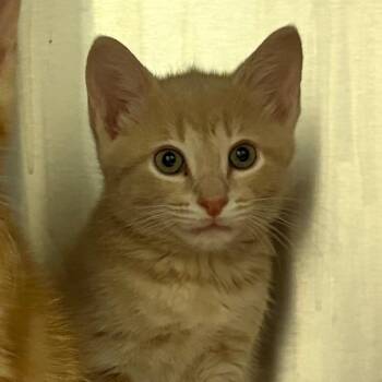 Domestic Short Hair Cats Available for Adoption in Nashville, Tennessee - Lewis | PetCurious
