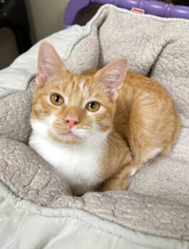 Rescue Domestic Short Hair Cats for Adoption in Arlington Heights, Illinois - Ari | PetCurious