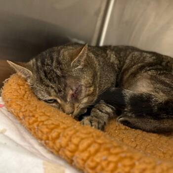 Domestic Short Hair Cats Available for Adoption in Baldwin, Maryland - Rocket | PetCurious