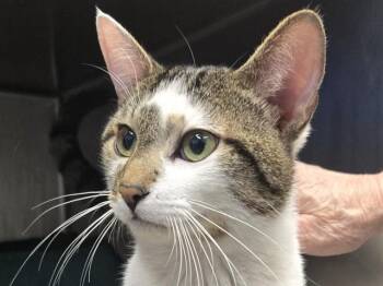 BILLY IDOL -  Domestic Short Hair Cat for Adoption in Palo Alto, California - BILLY IDOL | PetCurious