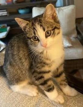 Rescue Domestic Short Hair Cats for Adoption in Columbia, South Carolina - Hayden | PetCurious