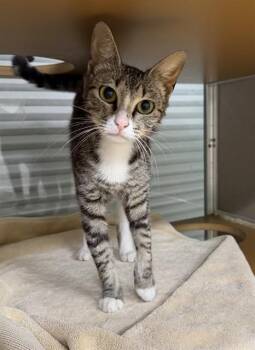 Domestic Medium Hair Cats Available for Adoption in Pasadena, Texas - A184377 | PetCurious