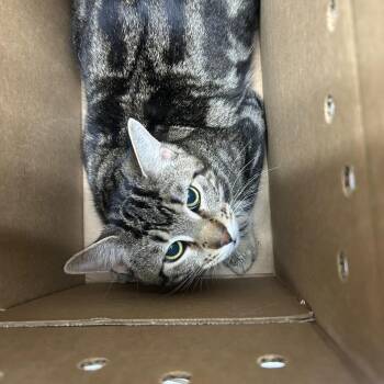 Domestic Short Hair Cats Available for Adoption - Jerry | PetCurious