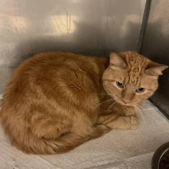 Domestic Short Hair Cats Available for Adoption in Monroe, Louisiana - Sweet N
