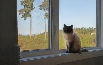 Aspen -  Himalayan Cat for Adoption in Courtenay, British Columbia - Aspen | PetCurious