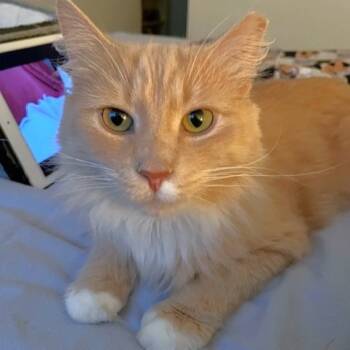 Rescue Domestic Medium Hair Cats for Adoption in Michigan City, Indiana - Dewy | PetCurious