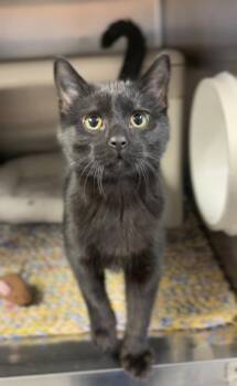 Domestic Short Hair Cats Available for Adoption - Morty | PetCurious