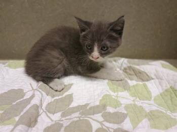 A553607 -  Domestic Short Hair Cat for Adoption in Moreno Valley, California - A553607 | PetCurious