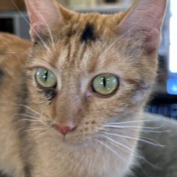 Rescue Domestic Short Hair Cats for Adoption in Park Falls, Wisconsin - Orzo | PetCurious