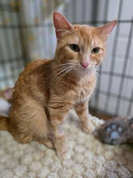Gaelle -  Domestic Short Hair Cat for Adoption in Terrebonne, Quebec - Gaelle | PetCurious