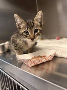Felix -  Domestic Short Hair Cat for Adoption in Roseville, California - Felix | PetCurious