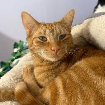Rescue Domestic Short Hair Cats for Adoption in Fenton, Michigan - Monster | PetCurious