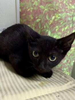 Sherlock -  Domestic Short Hair Cat for Adoption in San Antonio, Texas - Sherlock | PetCurious
