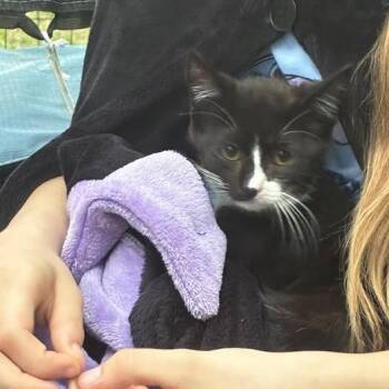 Panther -  Domestic Short Hair Cat for Adoption in Fort Lauderdale, Florida - Panther | PetCurious