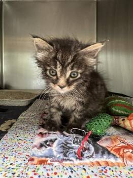 ARES -  Domestic Short Hair Cat for Adoption in Riverside, California - ARES | PetCurious