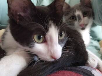 Domestic Short Hair Cats Available for Adoption - Wolfgang P. | PetCurious