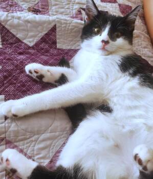 Milky Way (A140412) -  American Shorthair Cat for Adoption in Burbank, California - Milky Way (A140412) | PetCurious