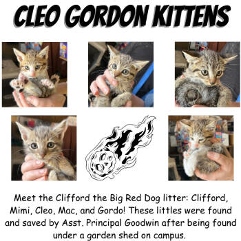 Rescue Domestic Short Hair Cats for Adoption in Suisun City, California - Clifford, The Big Red Dog | PetCurious