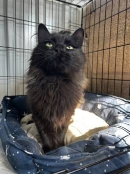 Rescue Domestic Medium Hair and Domestic Short Hair Cats for Adoption in Simcoe, Ontario - Pudding | PetCurious