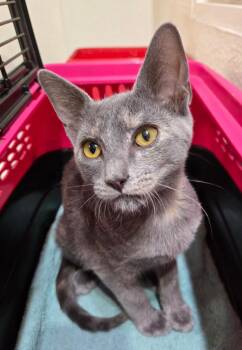Yelena -  Domestic Short Hair Cat for Adoption in San Antonio, Texas - Yelena | PetCurious