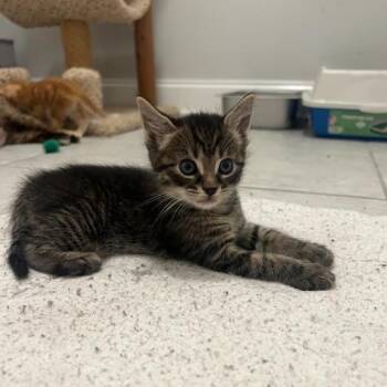 Eric -  Domestic Short Hair Cat Available for Adoption in Mebane, North Carolina - Eric | PetCurious