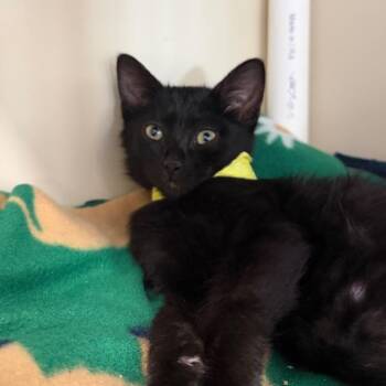 Scarlett -  Domestic Short Hair Cat for Adoption in Spanish Fork, Utah - Scarlett | PetCurious