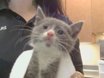 A920209 -  Domestic Short Hair Cat Available for Adoption in Sacramento, California - A920209 | PetCurious