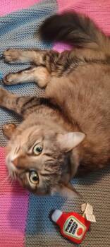 MISS KITTY -  Domestic Long Hair Cat for Adoption in Wolcott, Vermont - MISS KITTY | PetCurious