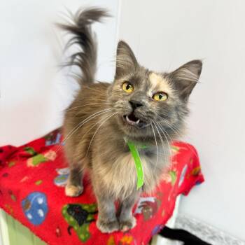 Prayer -  Domestic Long Hair Cat for Adoption in Fort Wayne, Indiana - Prayer | PetCurious
