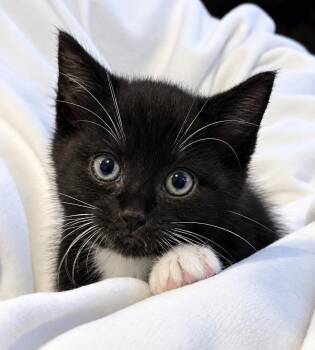 Gatsby -  Domestic Short Hair and Tuxedo Cat for Adoption in Allentown, New Jersey - Gatsby | PetCurious