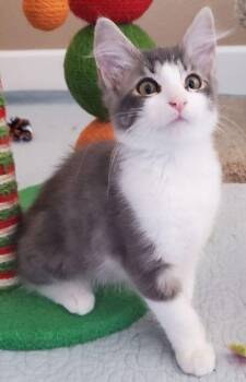 Domestic Medium Hair and Domestic Short Hair Cats Available for Adoption - Rayveen | PetCurious