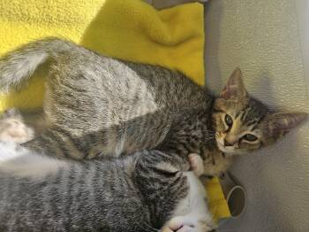 Dash -  Domestic Short Hair Cat Available for Adoption in Kalamazoo, Michigan - Dash | PetCurious