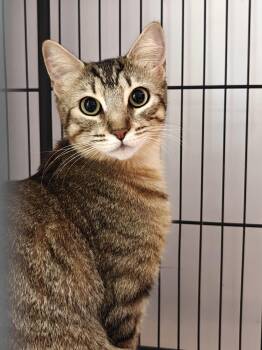 Iris -  Domestic Short Hair Cat Available for Adoption in New Britain, Connecticut - Iris | PetCurious