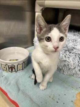 Rescue Domestic Short Hair Cats for Adoption in Munster, Indiana - Snickers | PetCurious