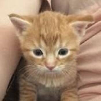 Freddy -  Domestic Short Hair Cat for Adoption in Cumming, Georgia - Freddy | PetCurious