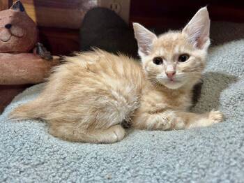 Sequoia -  American Bobtail and Domestic Short Hair Cat Available for Adoption in Cromwell, Kentucky - Sequoia | PetCurious