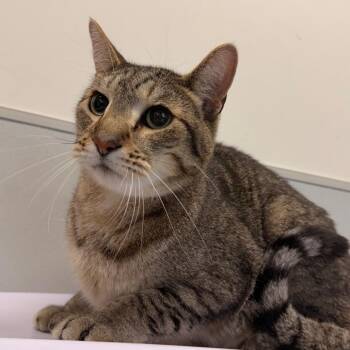 Beebs -  Domestic Short Hair Cat for Adoption in Tampa, Florida - Beebs | PetCurious