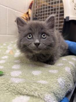 Street Light -  Domestic Long Hair Cat for Adoption in Santa Rosa, California - Street Light | PetCurious
