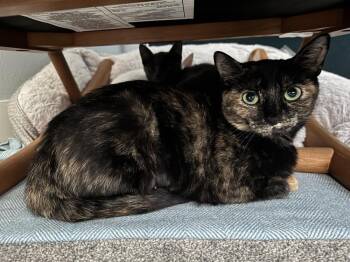 Domestic Short Hair Cats Available for Adoption in Dallas, Texas - Esmeralda | PetCurious