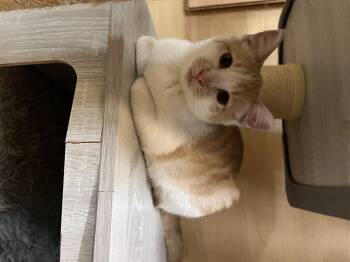 Rescue Domestic Short Hair Cats for Adoption in Tustin, California - Coco | PetCurious